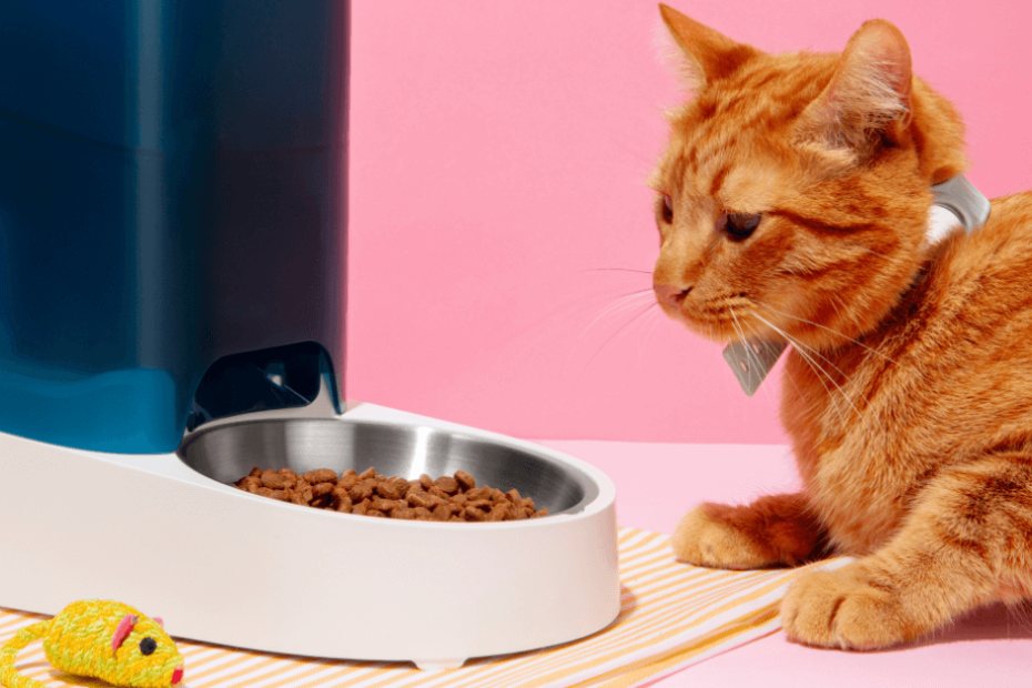 a cat looking at food in a bowl