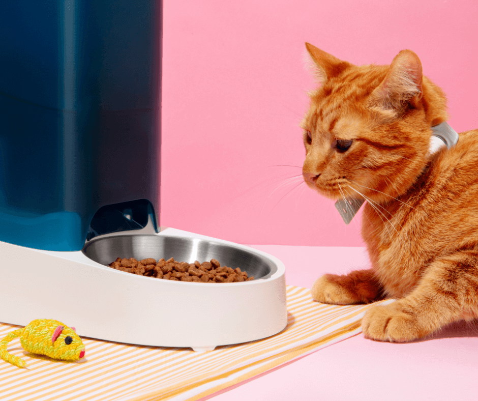 a cat looking at food in a bowl