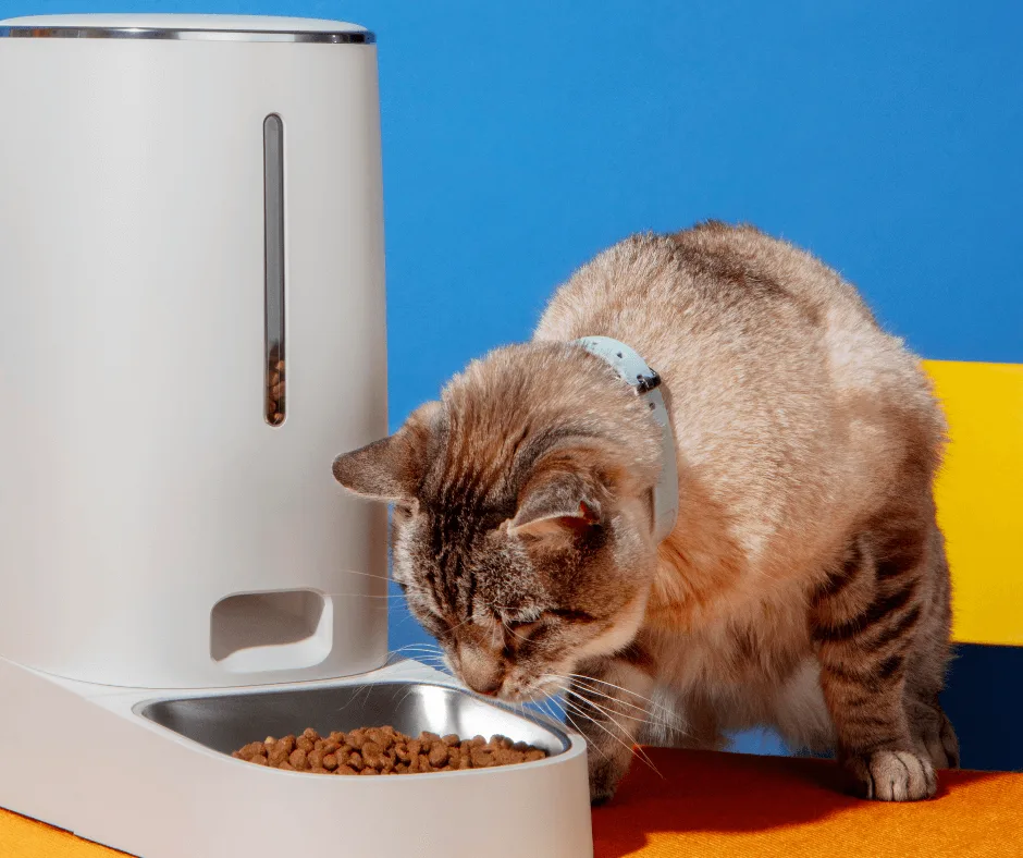 Best-Cat-Food