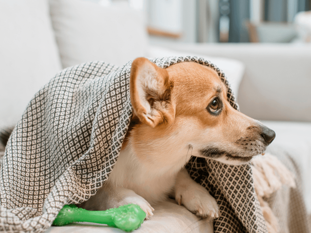 a dog under a blanket