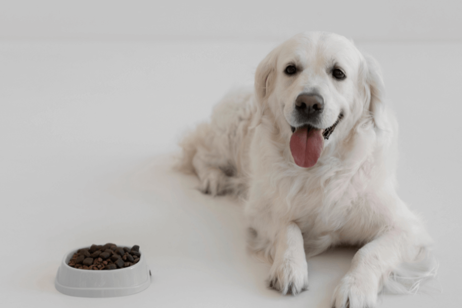 Healthy Pet Food