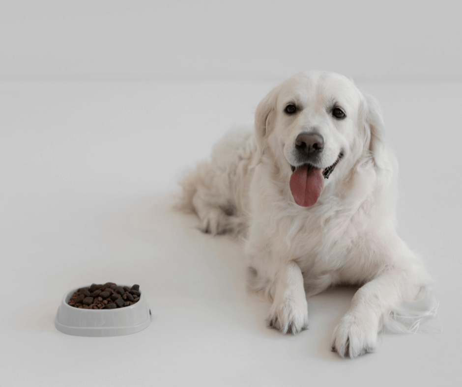 Essential Nutrients for Pets