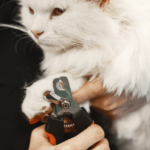 How to Groom a Long-Haired Cats