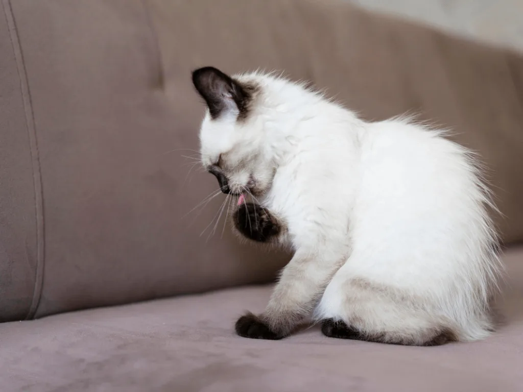 Cat Hygiene Guide
