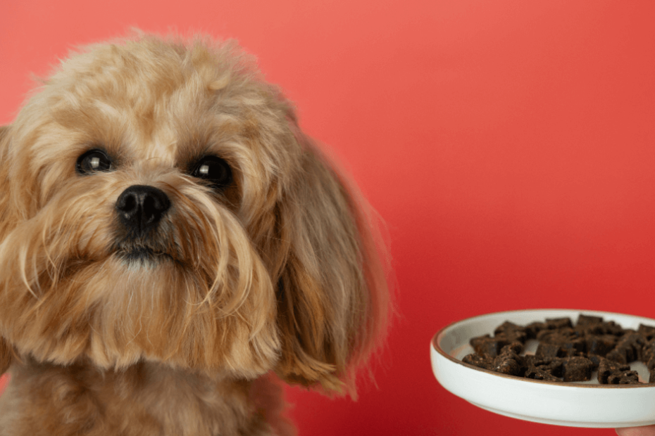 Pet Nutrition Tips