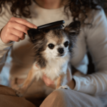 Pet Grooming Tips