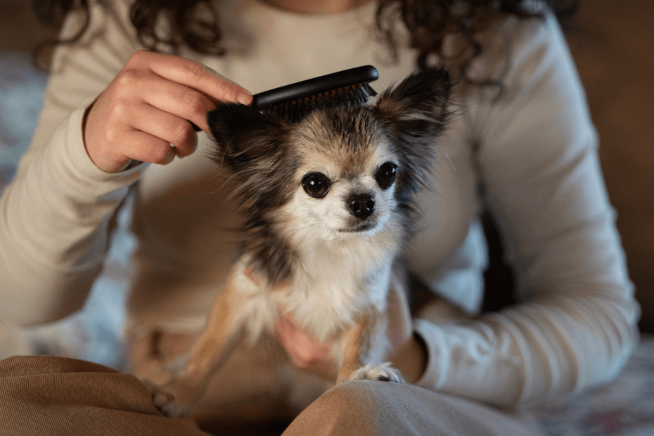 Pet Grooming Tips