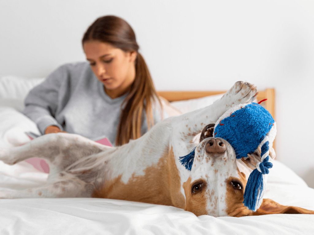 a dog lying on a bed with a toy on its head