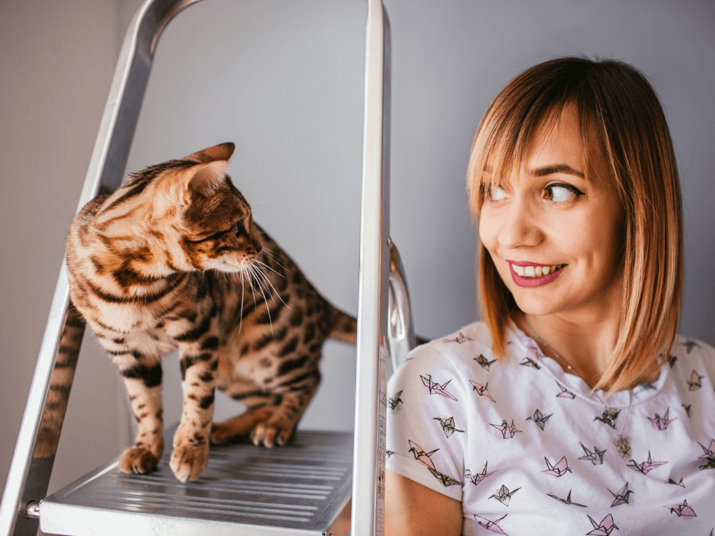 bengal-cat-stands-ladder-pretty-woman