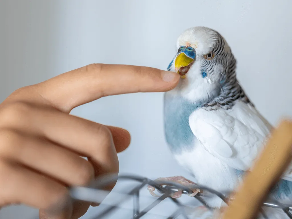 Bird Allergies
