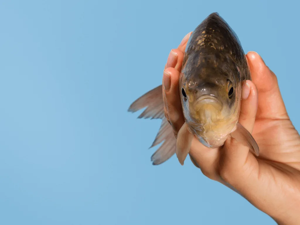 close-up-hand-holding-fish-with-copy-space