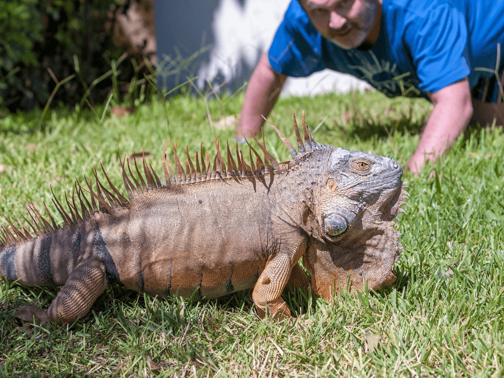 close-up-portrait-tropical-iguana