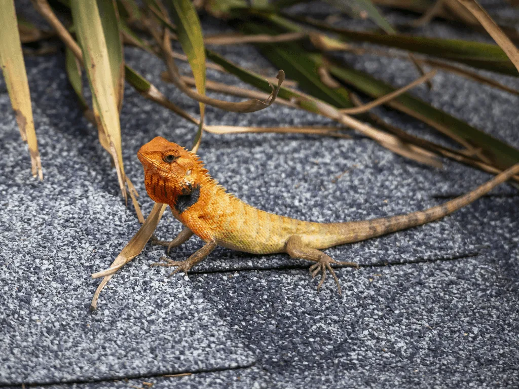 colorful-reptile-with-long-tail