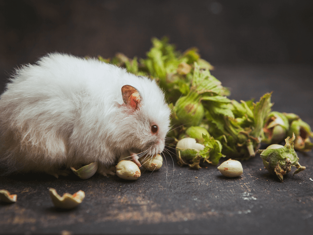 hamster-eating-hazelnut-dark-brown