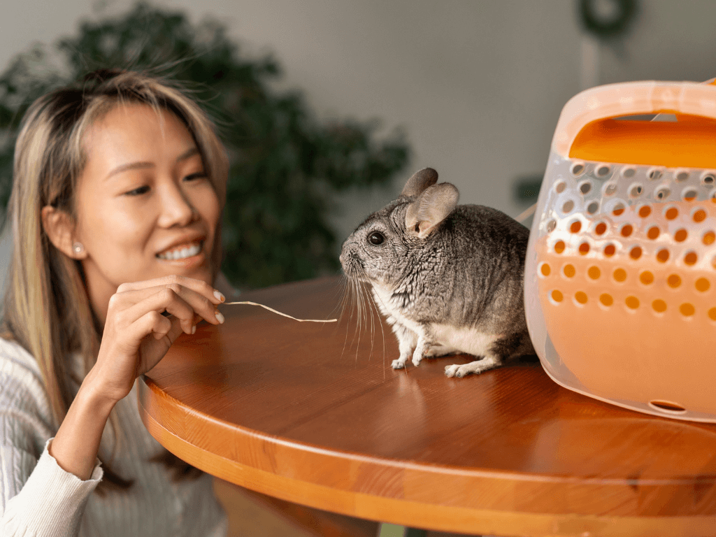 medium-shot-woman-with-cute-chinchilla