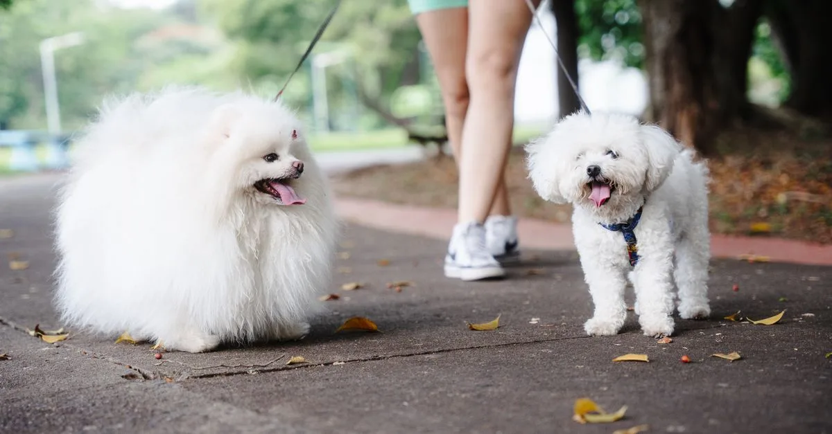 Pawspera Pet Care