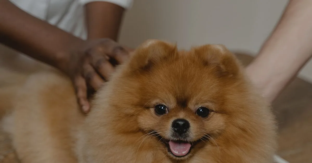 Pet Wellness Care