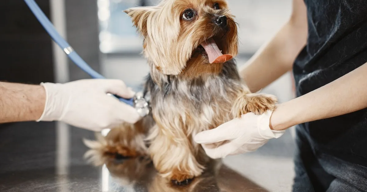Pet Wellness Care