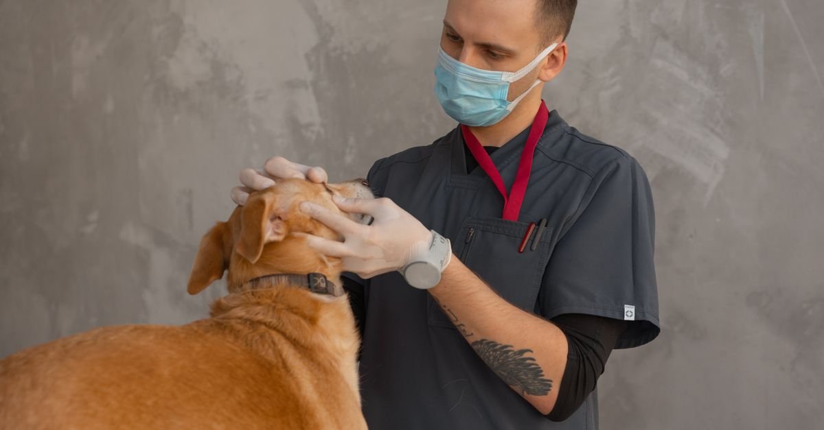 Pet Wellness Care