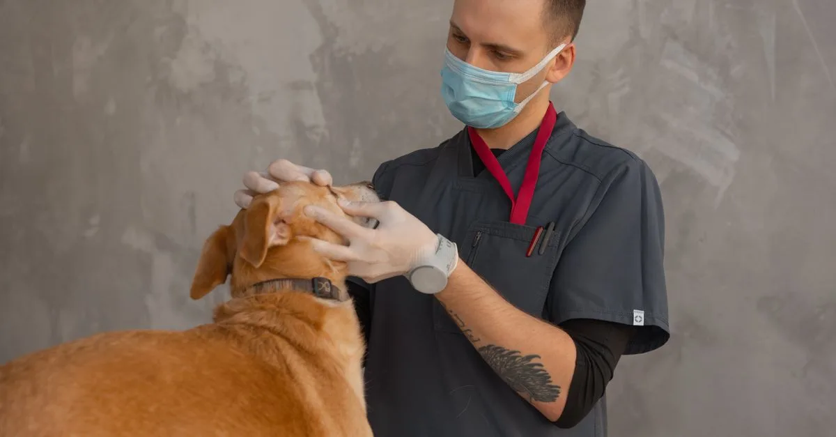 Pet Wellness Care