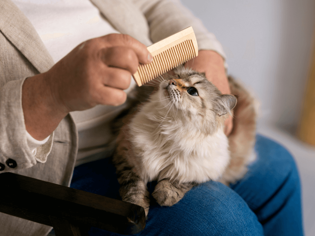 side-view-owner-brushing-cute-cat