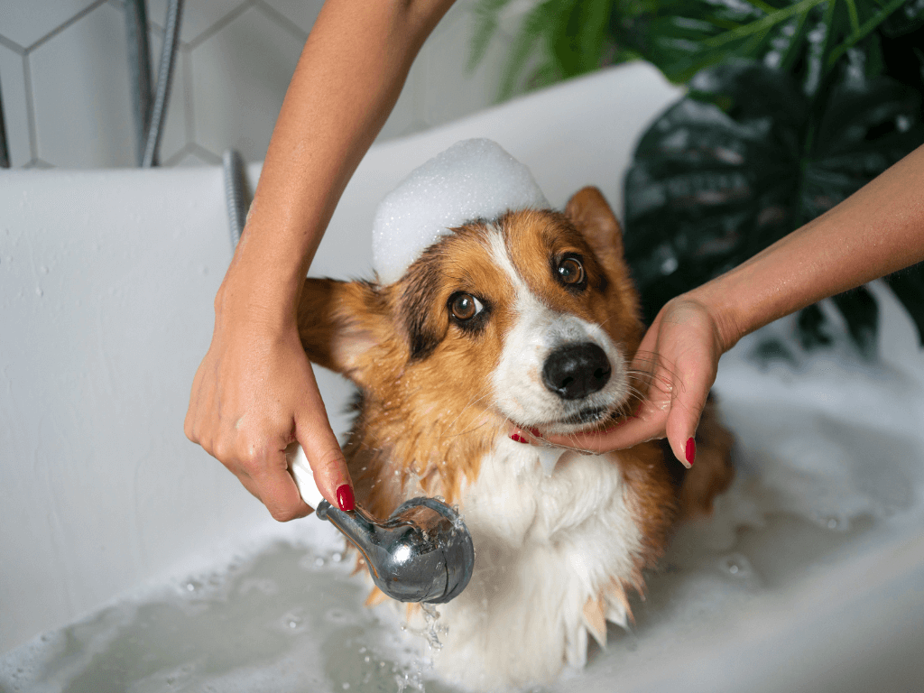 washing-pet-dog-home