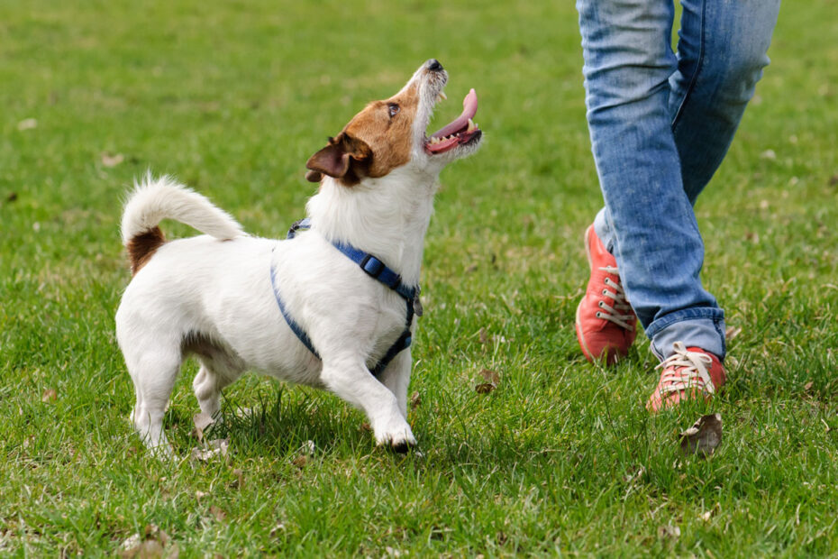 Common Mistakes in Puppy Training