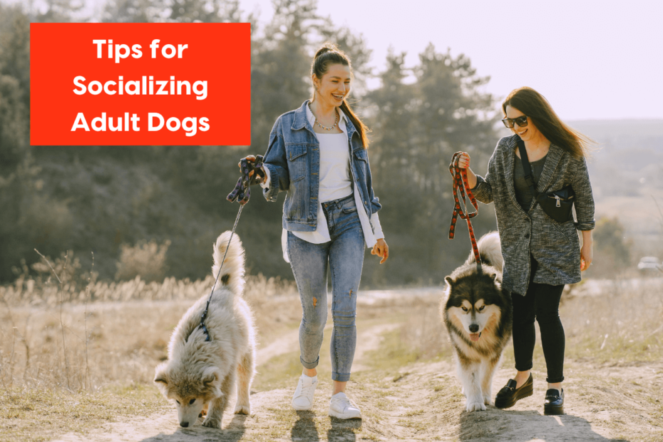 How to Socialize Adult Dog