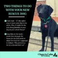 How to Train a Rescue Dog