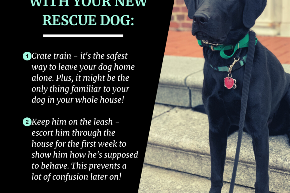 How to Train a Rescue Dog