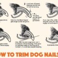 How to Trim Your Pet’S Nails Safely