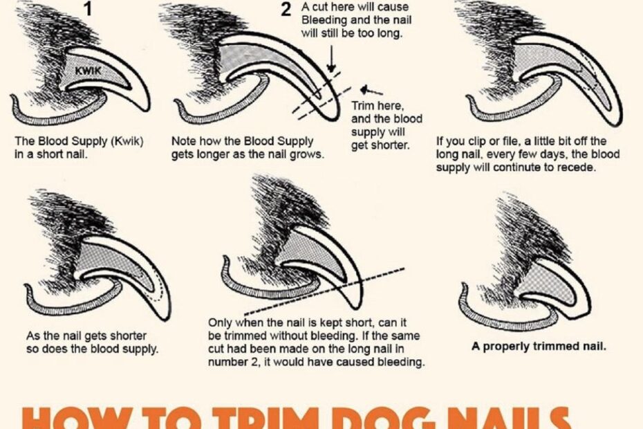 How to Trim Your Pet’S Nails Safely