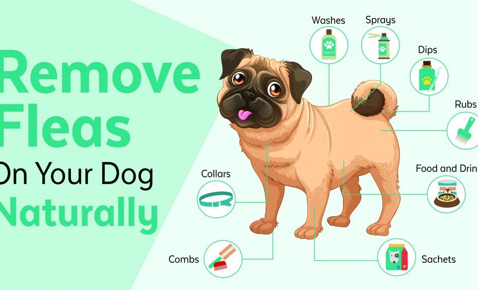 Natural Remedies for Flea Prevention