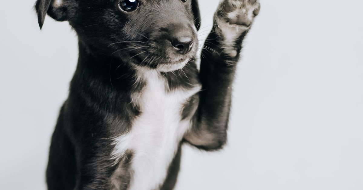 Common Mistakes In Puppy Training