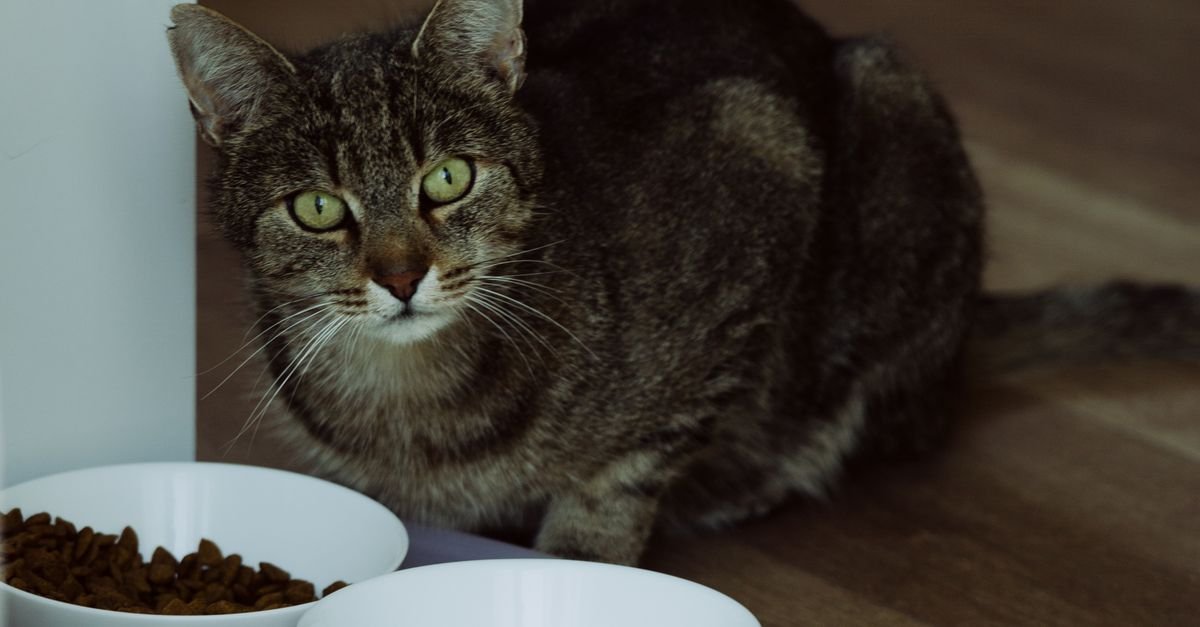 Food Elderly Cats