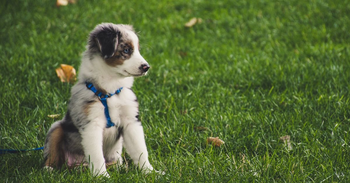 Common Mistakes In Puppy Training