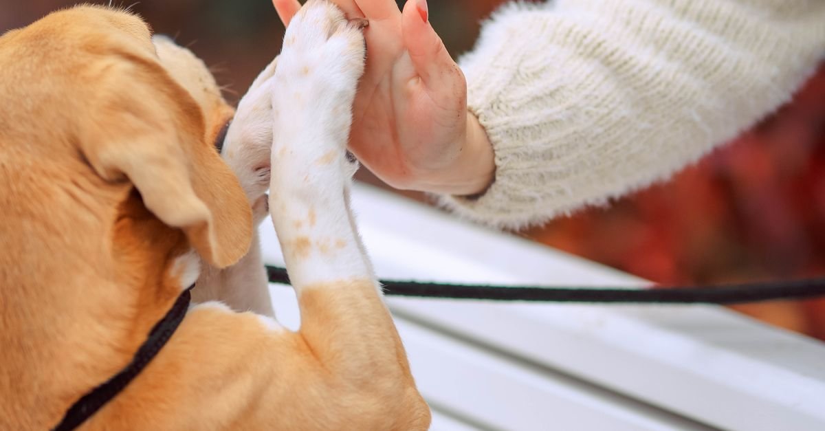 Positive Reinforcement Pets