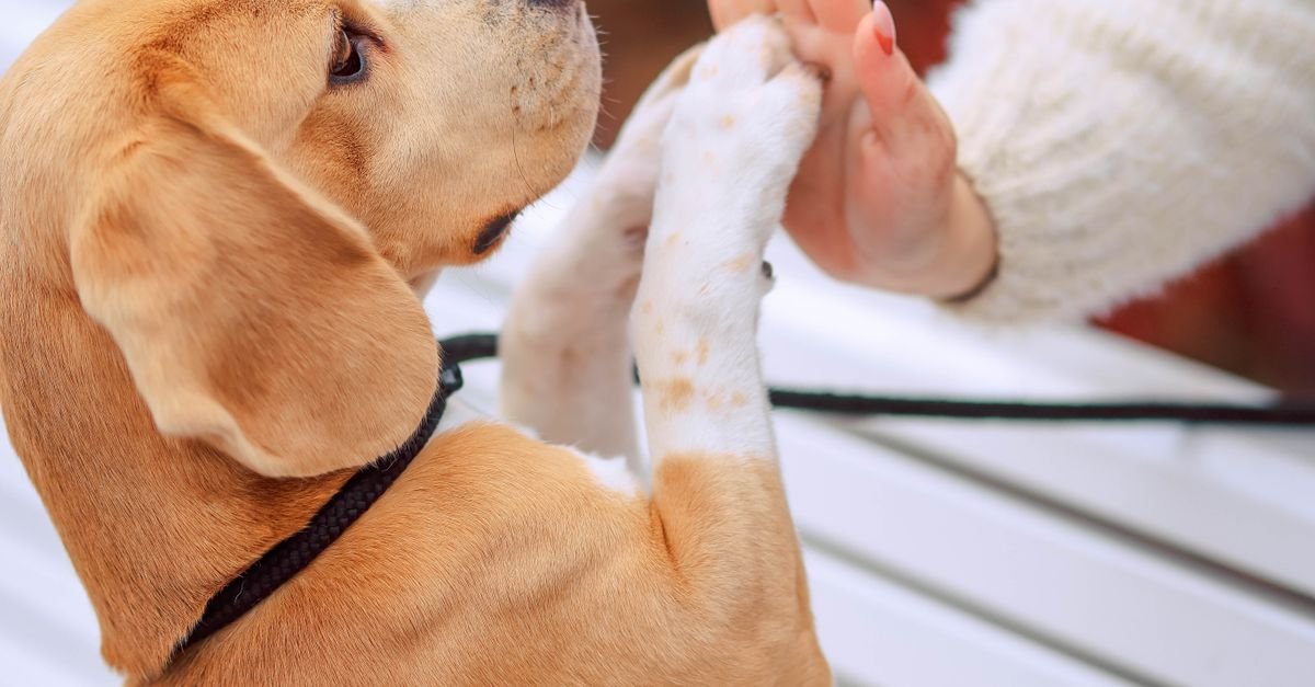 Positive Reinforcement Pets