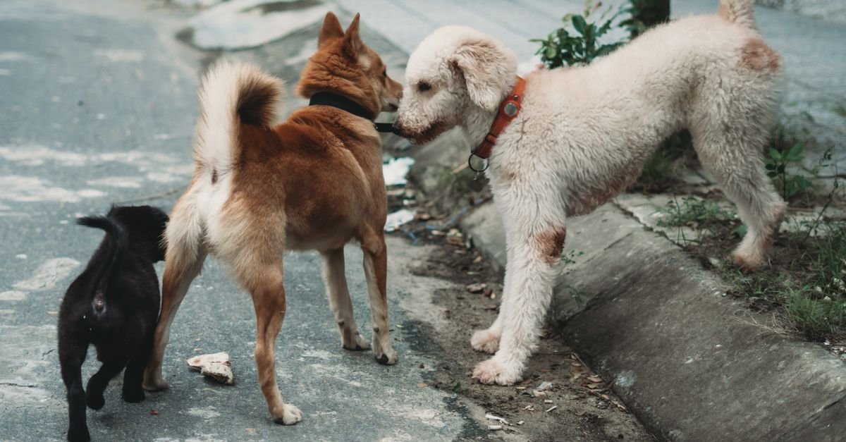 Socialize Adult Dog