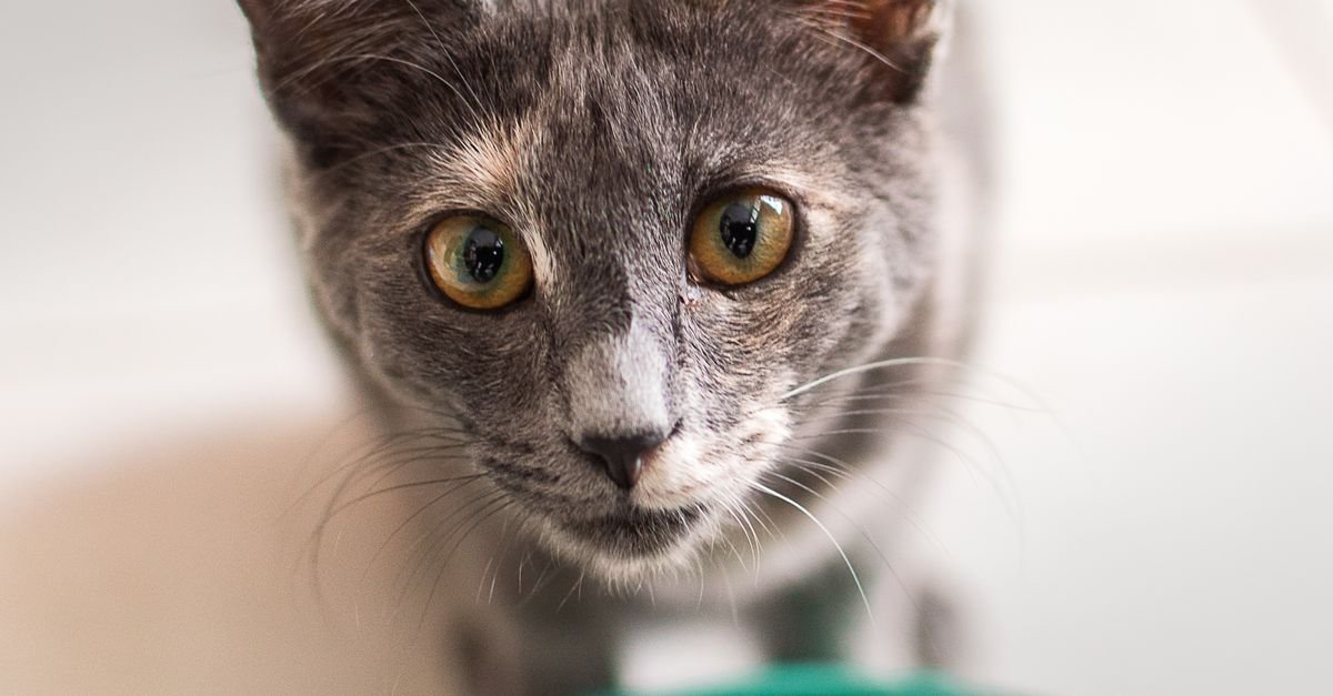 Dry Cat Food Indoor Cats