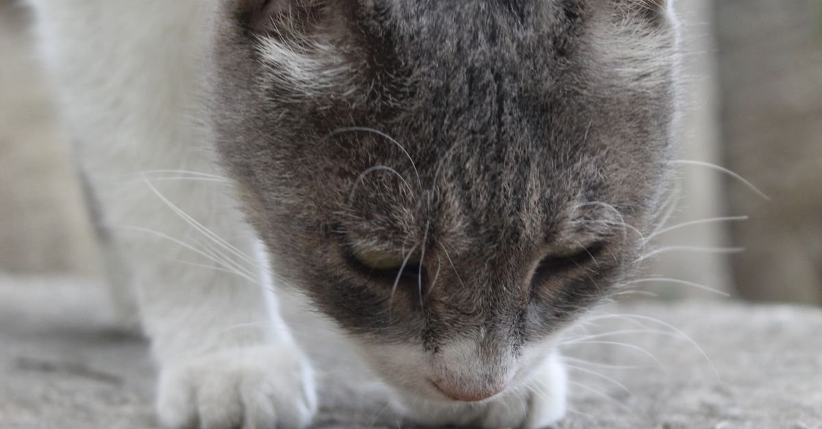 Food Elderly Cats
