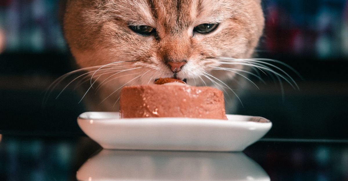 Canned Cat Food Indoor Cats