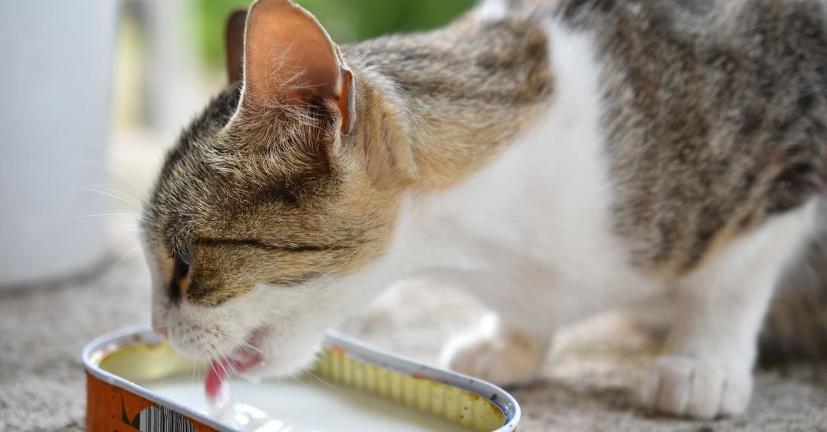 Canned Cat Food Indoor Cats