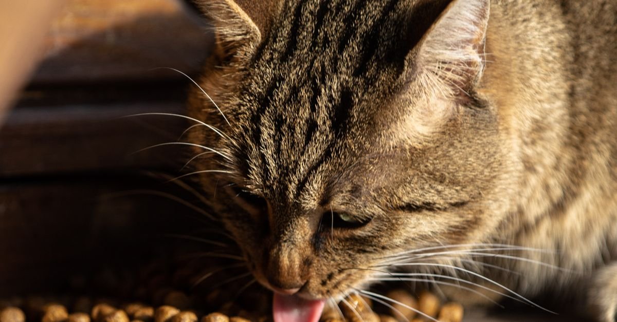 Cat Food Sensitive Stomach