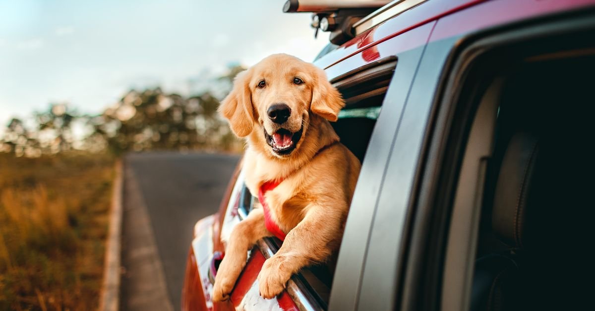 Road Trip Essentials Dogs