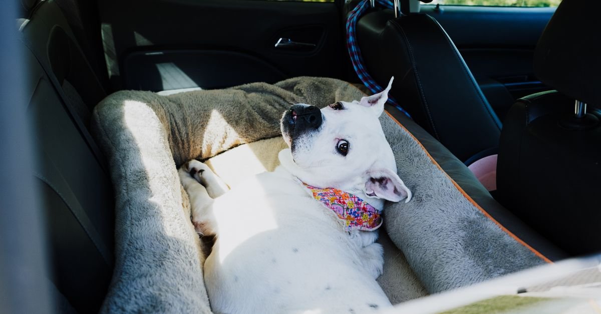 Road Trip Essentials Dogs