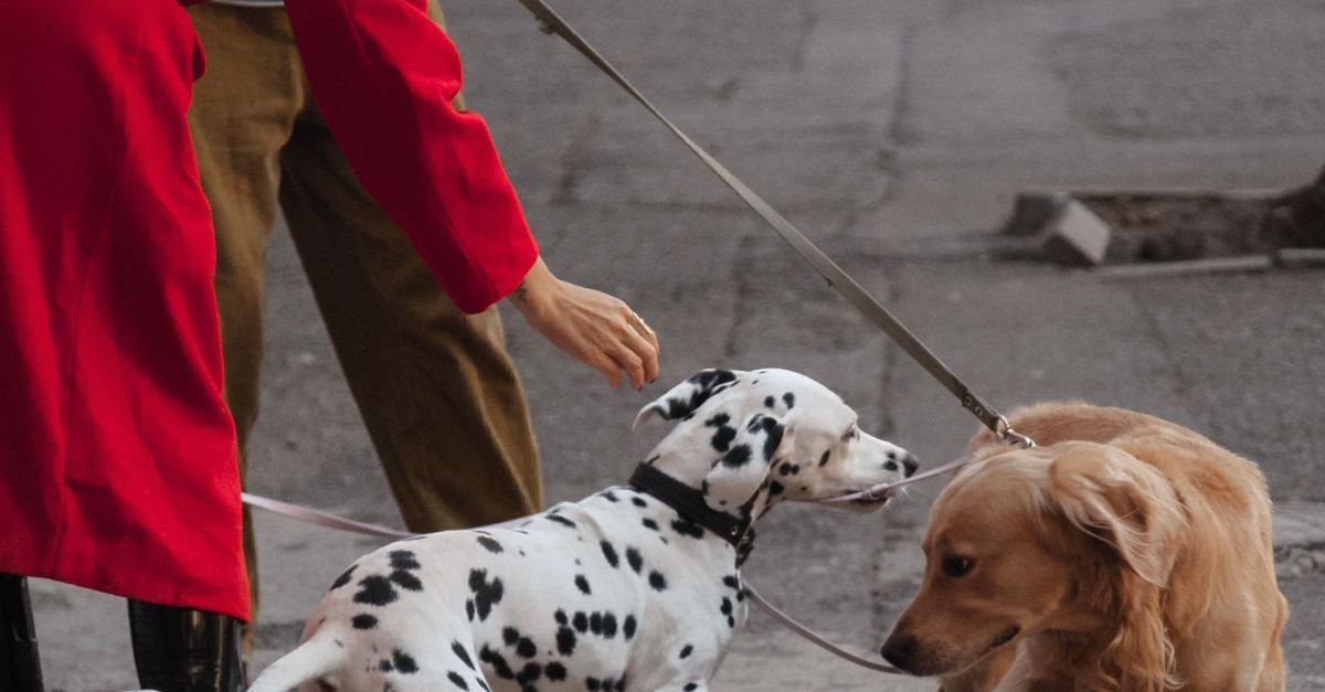 Benefits Of Pet Socialization
