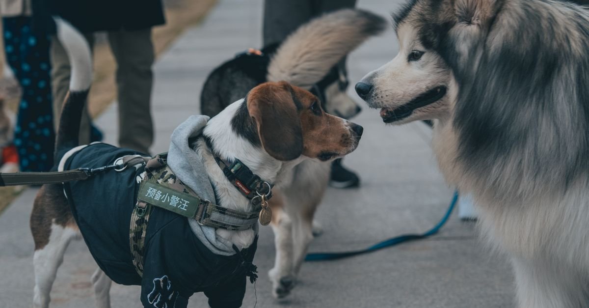 Benefits Of Pet Socialization