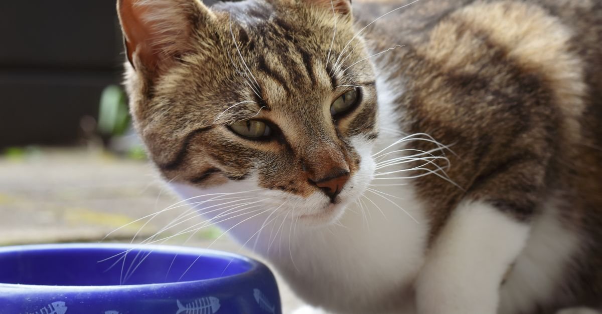 Food Elderly Cats