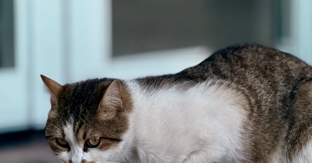 Cat Food Sensitive Stomach